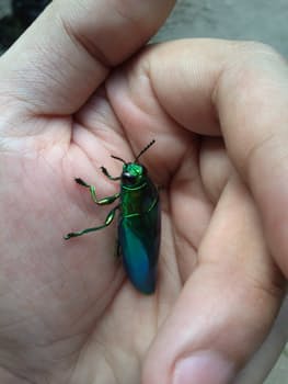 beetle and hand