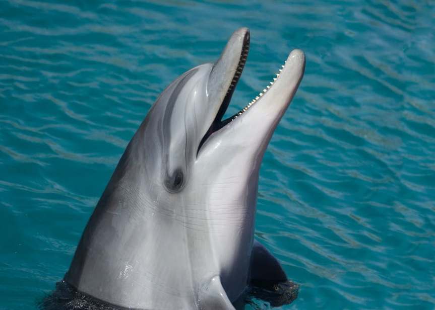 dolphin-sea-marine-smart